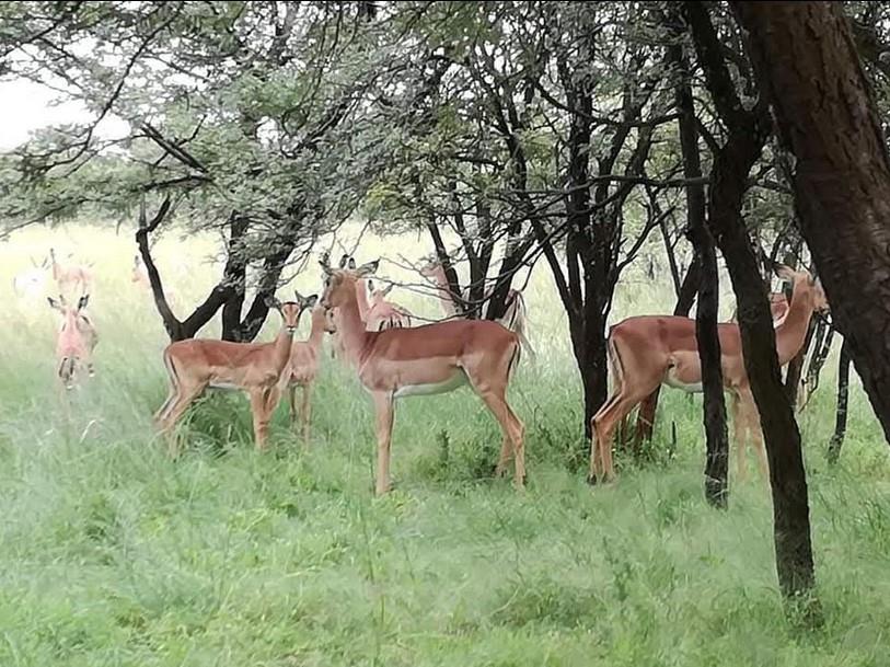 0 Bedroom Property for Sale in Welkom Rural Free State